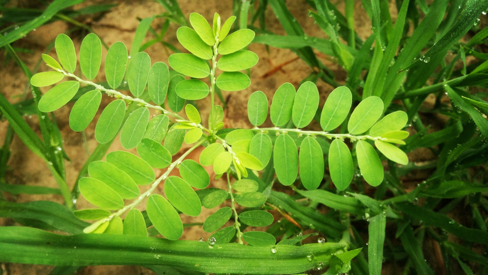 Chanca Piedra Benefits for Kidney Stones and More