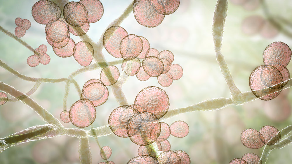 Why You Should Avoid Alcohol While Fighting Candida