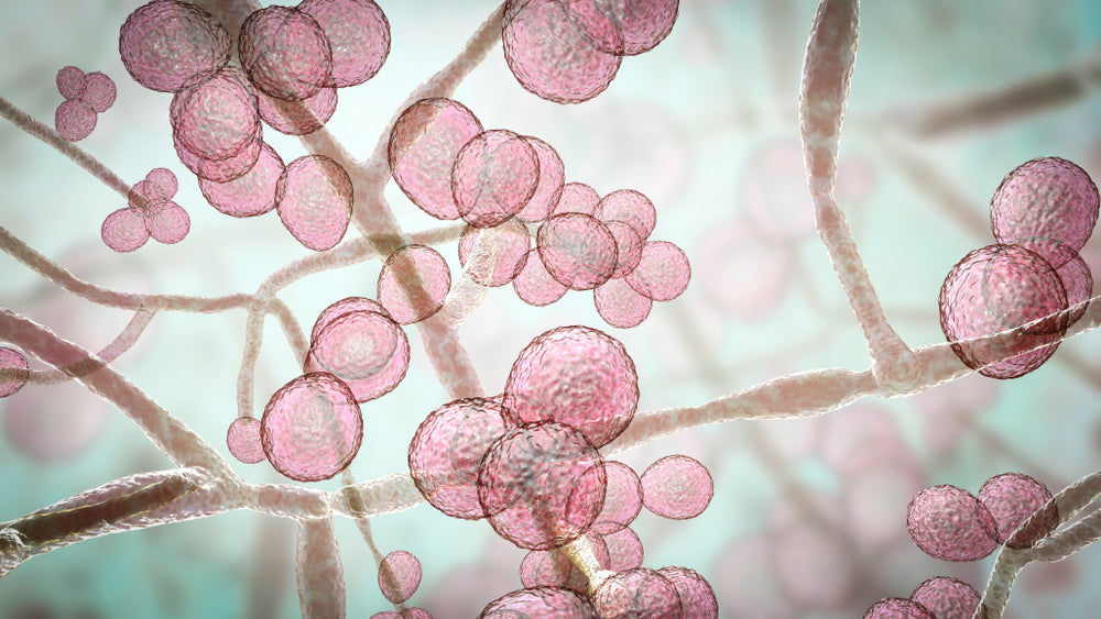 Candida in Stool | What Does it Look Like?