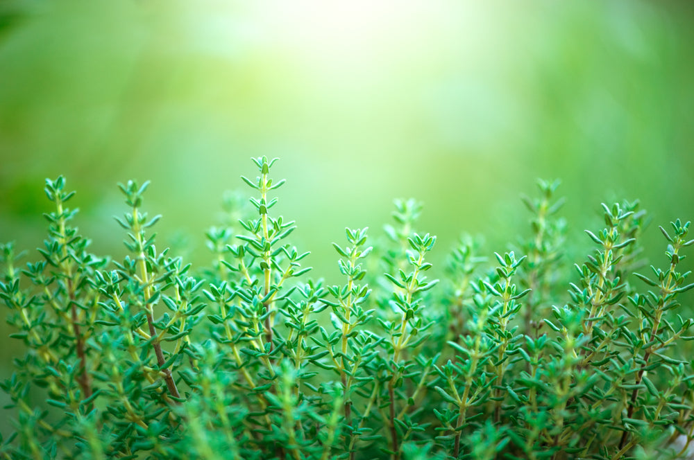 Thyme herb growing in a garden. Organic herbs. Thyme plant close-up. Aromatic herbs. Seasoning, cooking ingredients.