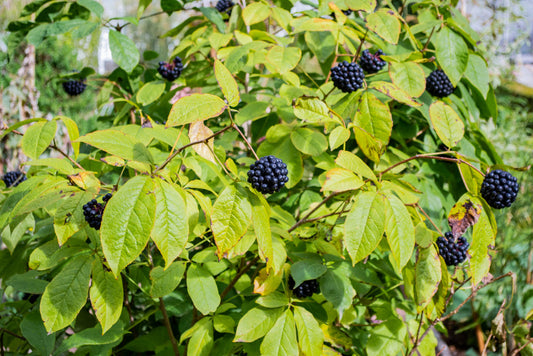 siberian ginseng