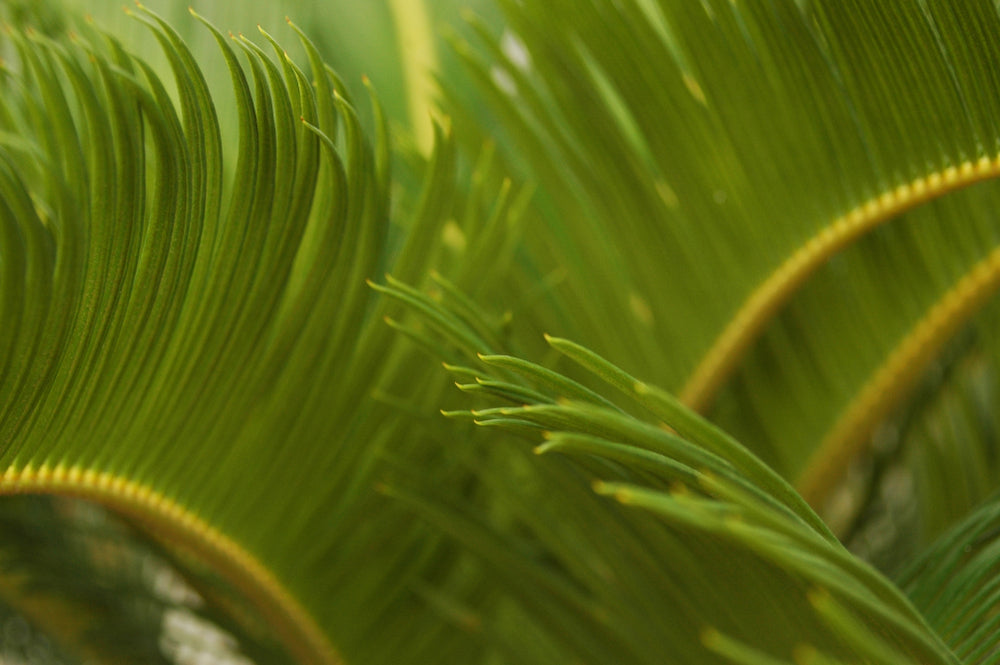 A closeup of saw palmettos under sunlight with a blurry background 