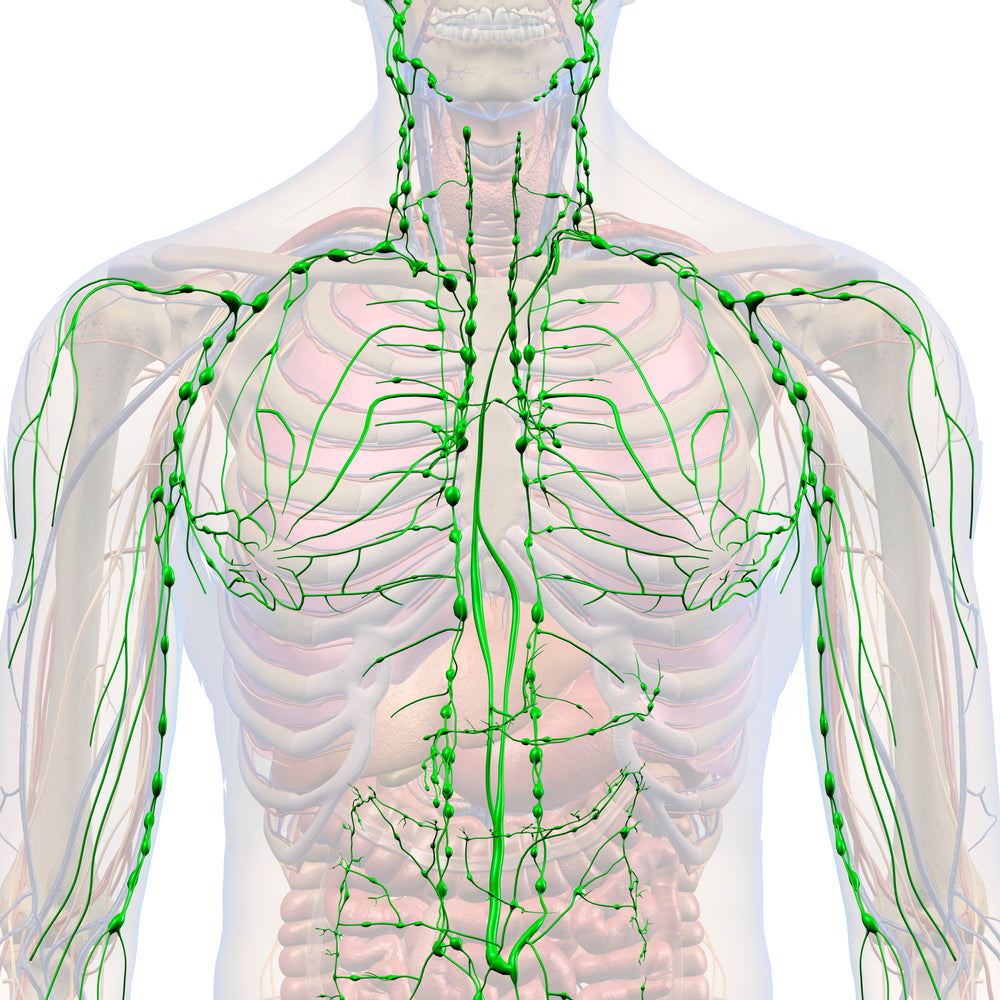 Male Lymphatic System Isolated in Male Chest Area, 3D Rendering