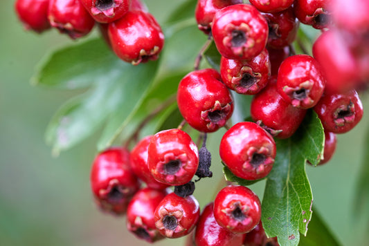 hawthorn berry health benefits