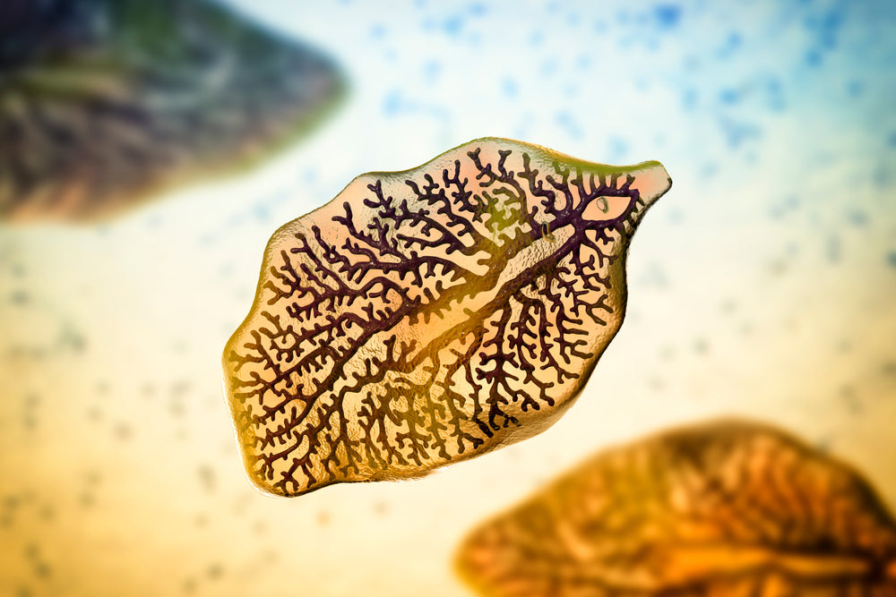 Liver Fluke Parasites: Types, Symptoms, Life Cycle & Natural Support