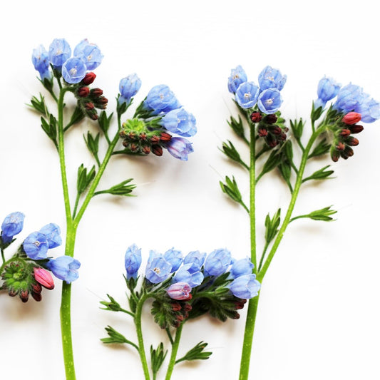 Lungwort: Benefits for Your Respiratory Health