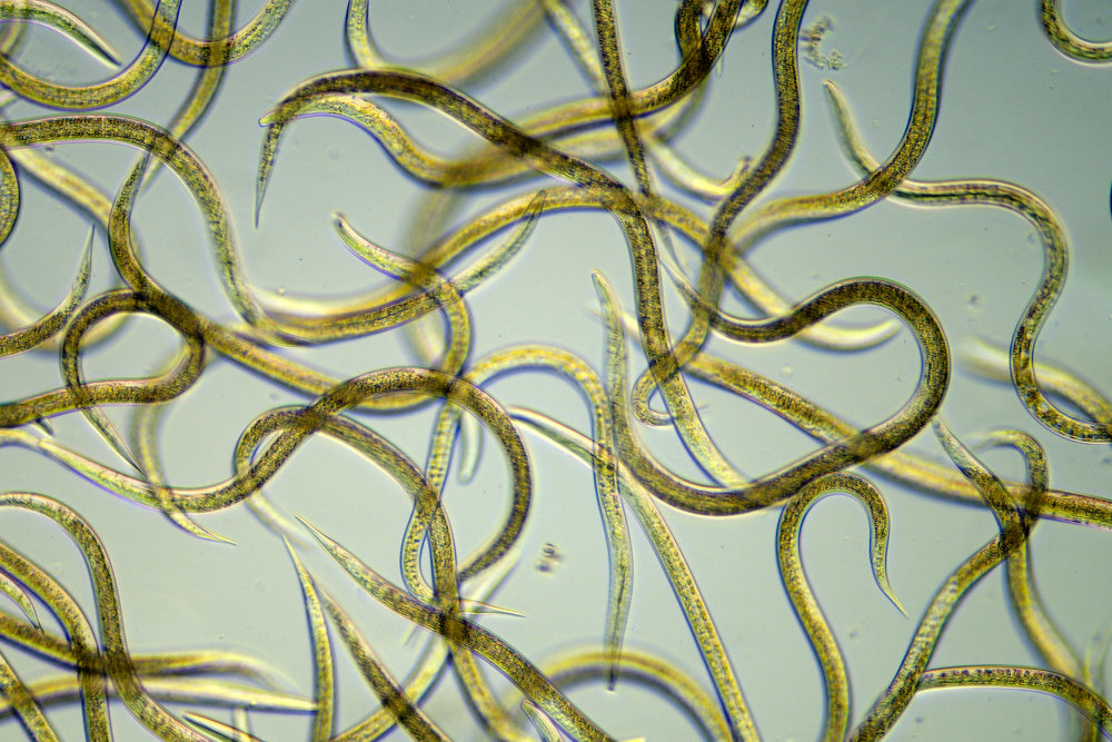 Most Common Types of Parasites
