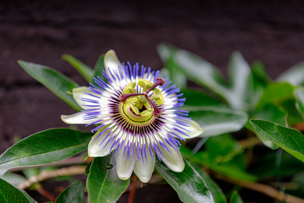 Best Herbs for Anxiety and Depression