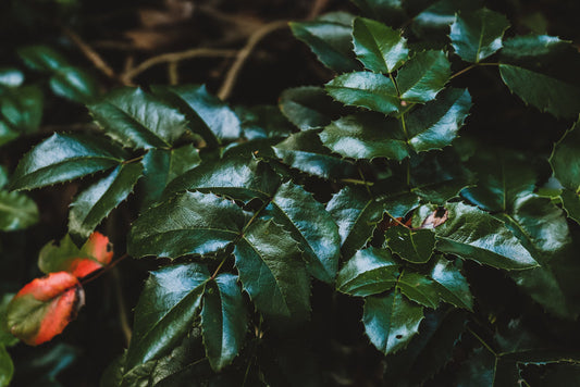 Oregon Grape Plants. Glossy leaves on a dark green background.