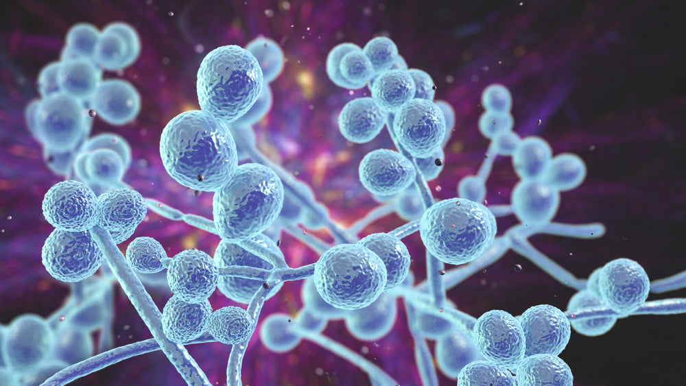 How to Cleanse Candida Safely and Effectively