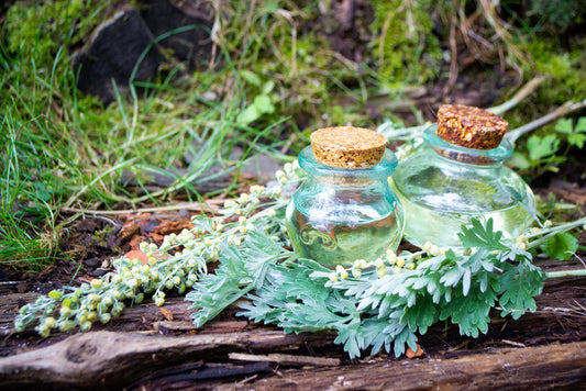 Bunch of herb wormwood, jars of oil,