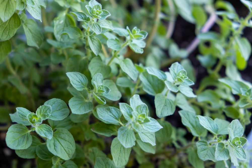 Wild Oregano Plant