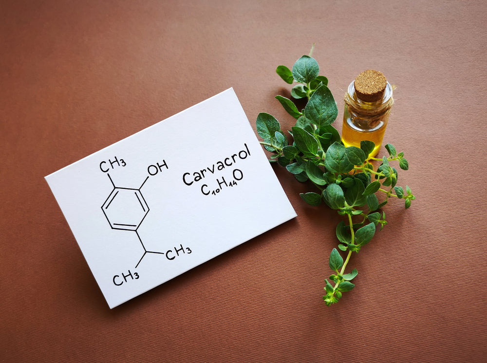 Carvacrol: The Powerful Compound Found in Oregano Oil