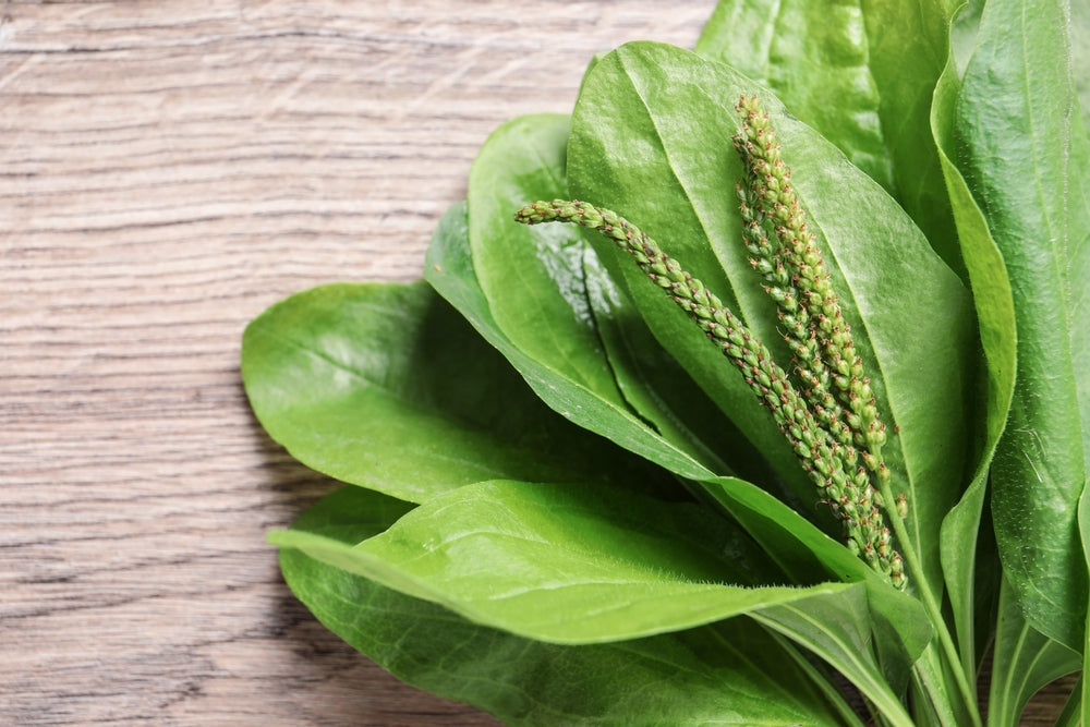 Green broadleaf plantain leaves on wooden table, closeup