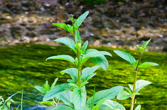 Scrophularia nodosa also known as figwort growing by a riverbed