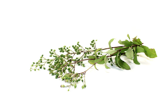 Figwort Root: Health Benefits and Medicinal Uses