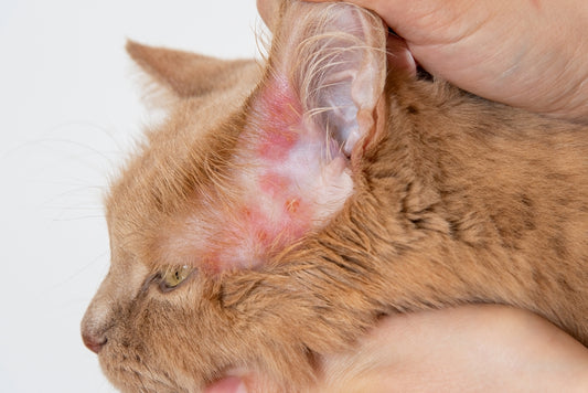 parasites in cats