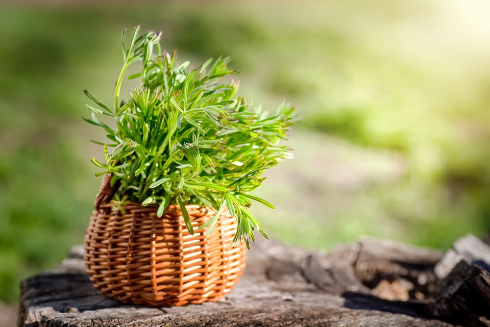 Galium aparine cleavers, in basket on wooden table.