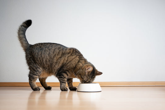 best diet for cats