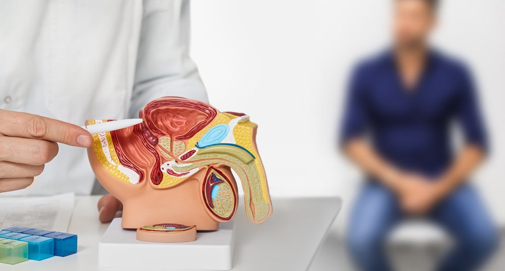 Prostrate For Men Prostate 101: Understanding the Prostate and How to Support It