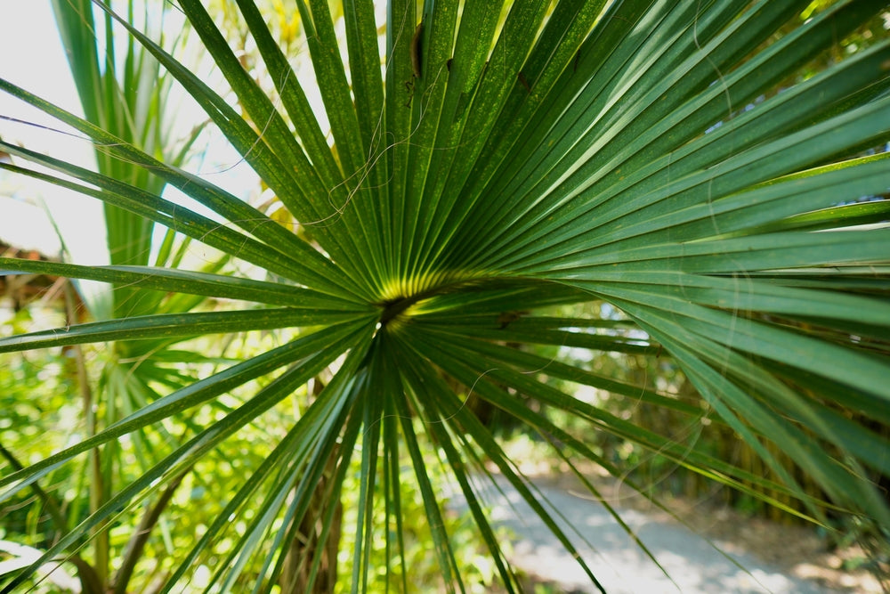 A closeup of saw palmetto plant