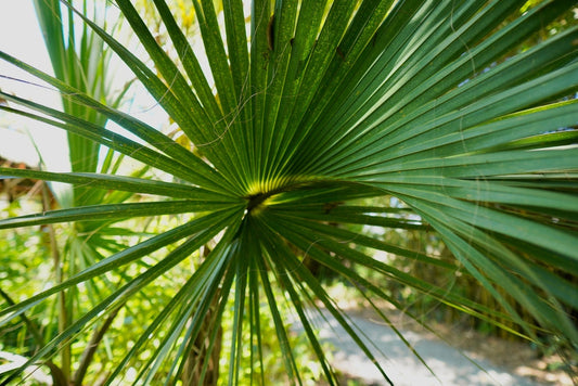 A closeup of saw palmetto plant