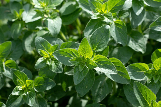 Oregano bright green furry new leaves Origanum vulgare. 