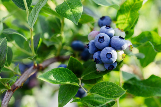 Blueberries ripening on a tree branch. Blue fruit on a healthy green plant in the morning.