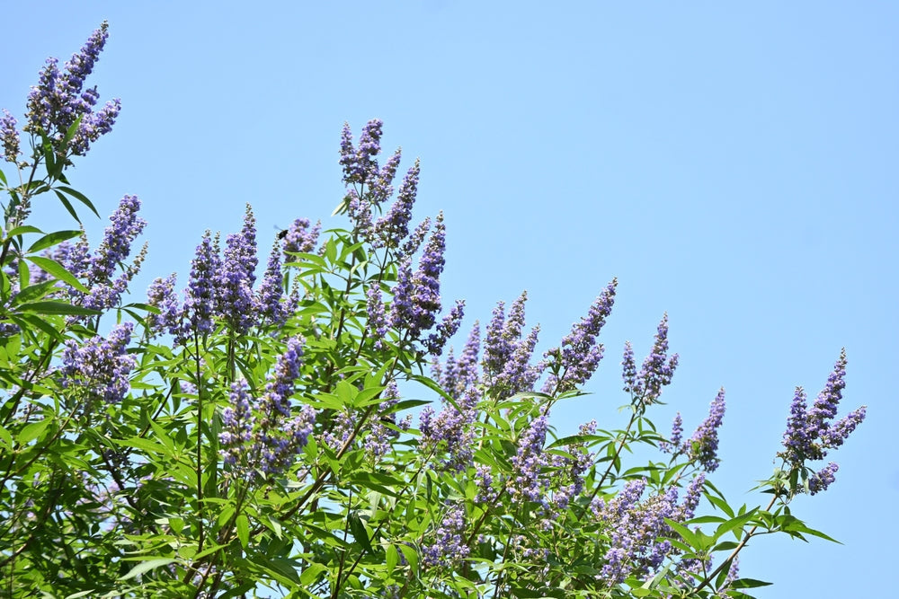 Chaste tree ( Vitex agnus-castus ) flowers. Lamiaceae deciduous shrub