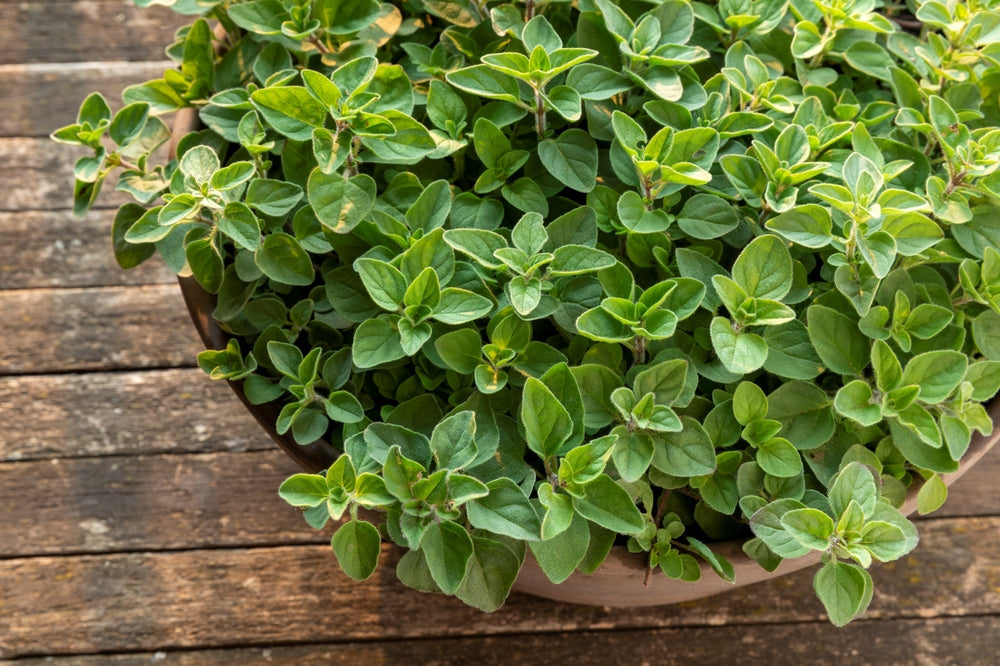Greek Oregano growing in clay pot.