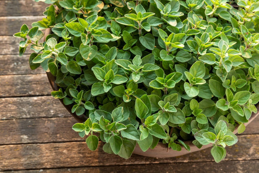 Greek Oregano growing in clay pot.