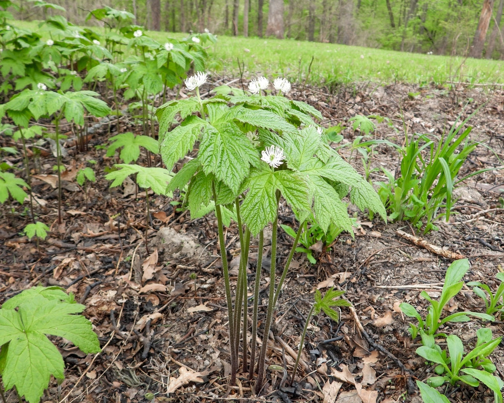 Hydrastis canadensis (Golden Seal) Native North American Woodland Wildflower