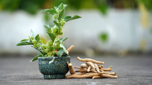 Ashwagandha Dry Root Medicinal Herb with Fresh Leaves, also known as Withania Somnifera