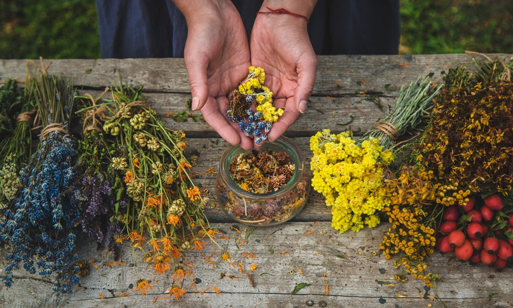 A woman holds medicinal herbs in her hands. Selective focus. Nature.