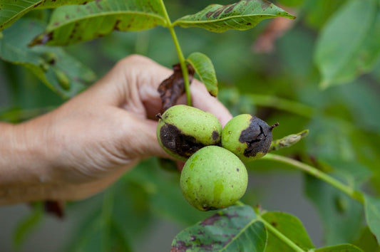 Walnut blight on young green walnut