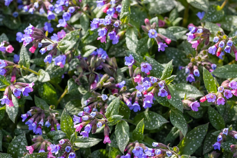 The beautiful Lungworts flowers in the garden