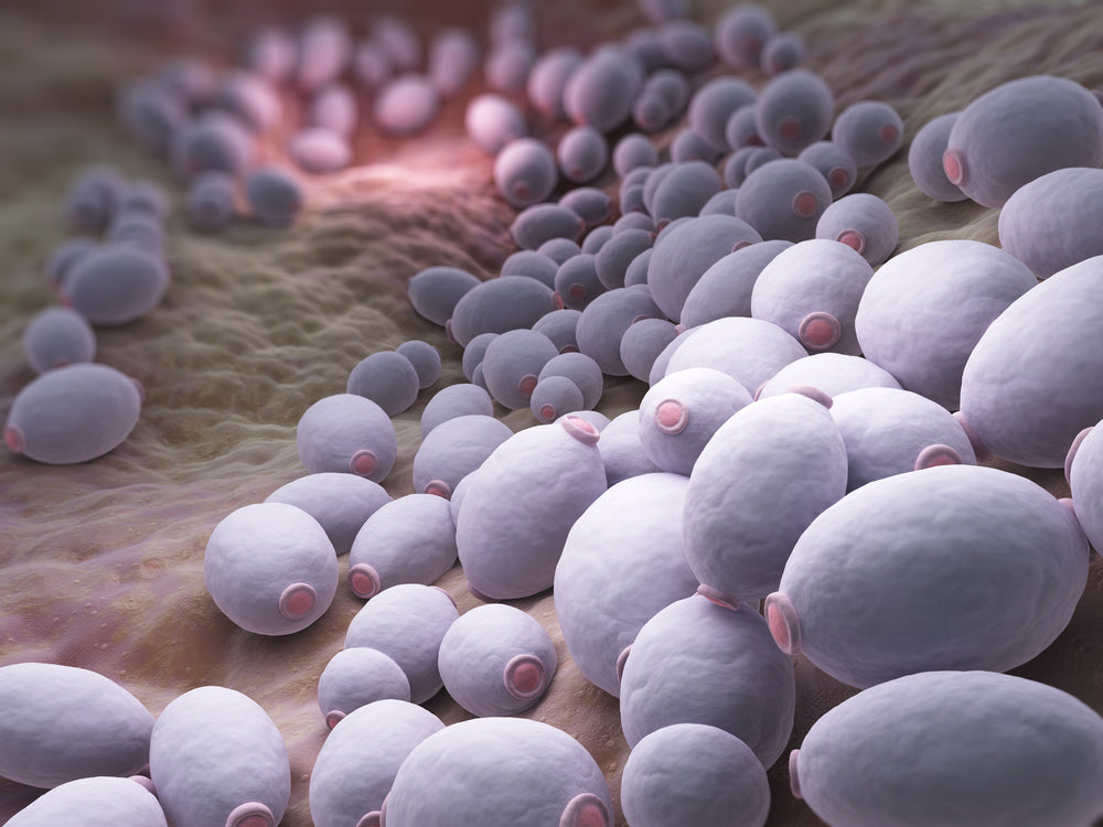 Signs That Your Candida Cleanse is Working