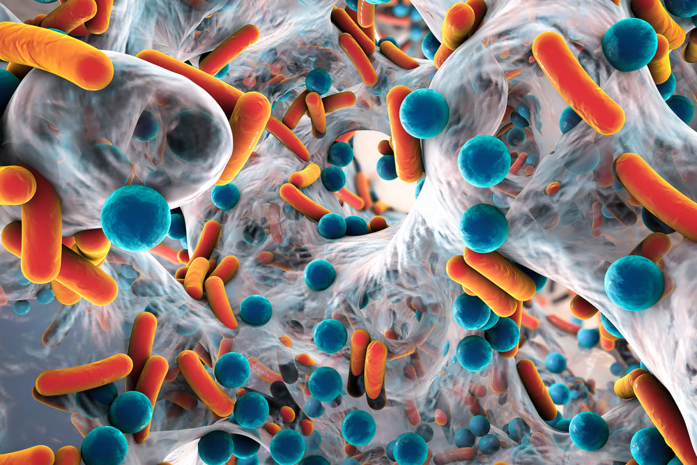 Biofilms: Everything you Need to Know