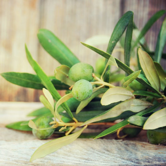 Best Herbs for Improving Kidney and Liver Health