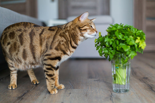 best herbs for cats