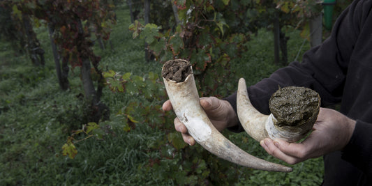 Biodynamic Agriculture | Everything you Need to Know