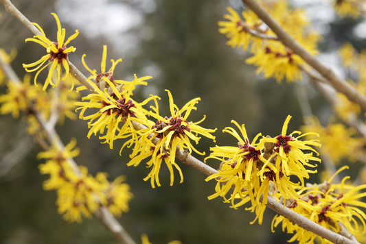 witch hazel