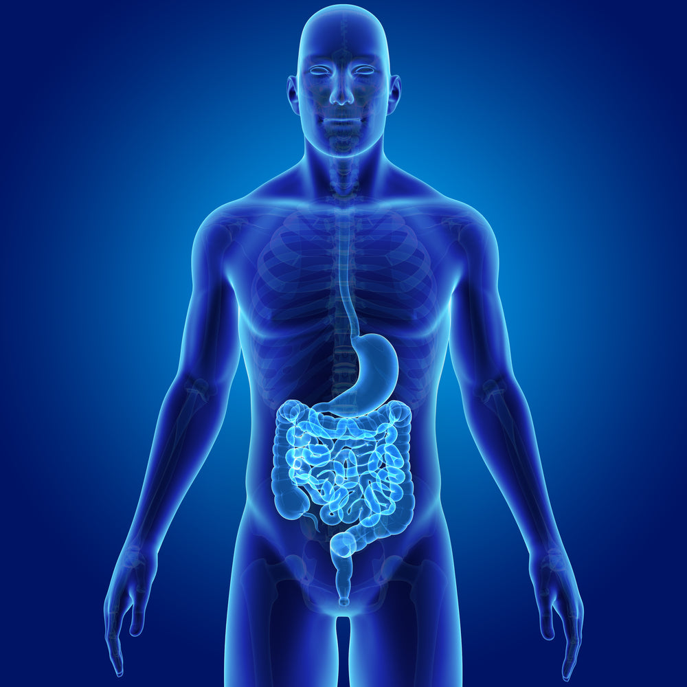 Leaky Gut and Candida Overgrowth Connection