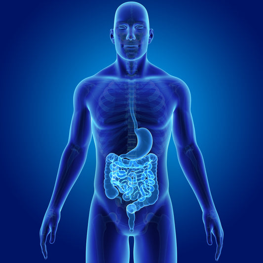 Leaky Gut and Candida Overgrowth Connection