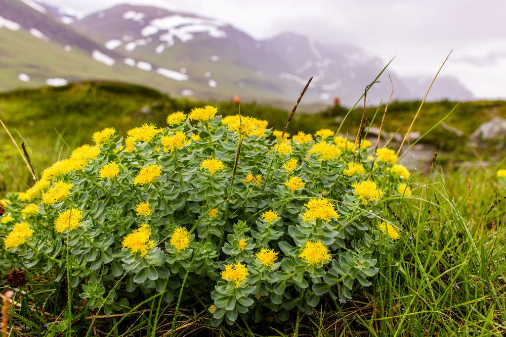 what is rhodiola rosea