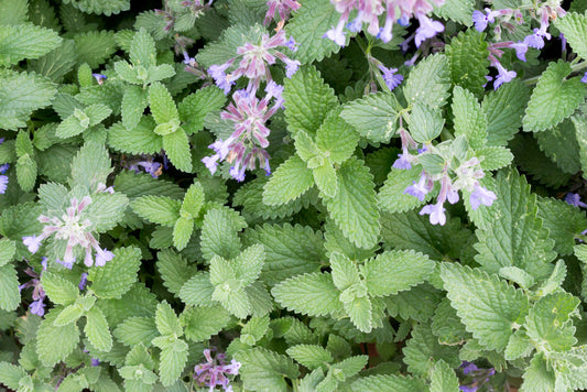 catnip health benefits
