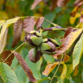 Green Black Walnut Hulls Health Benefits