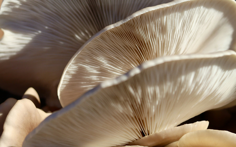 The Japanese Superfood Specialist