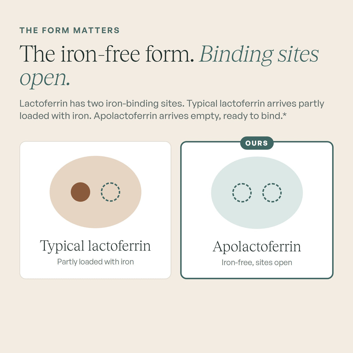 Apolactoferrin is the iron-free form with its binding sites open