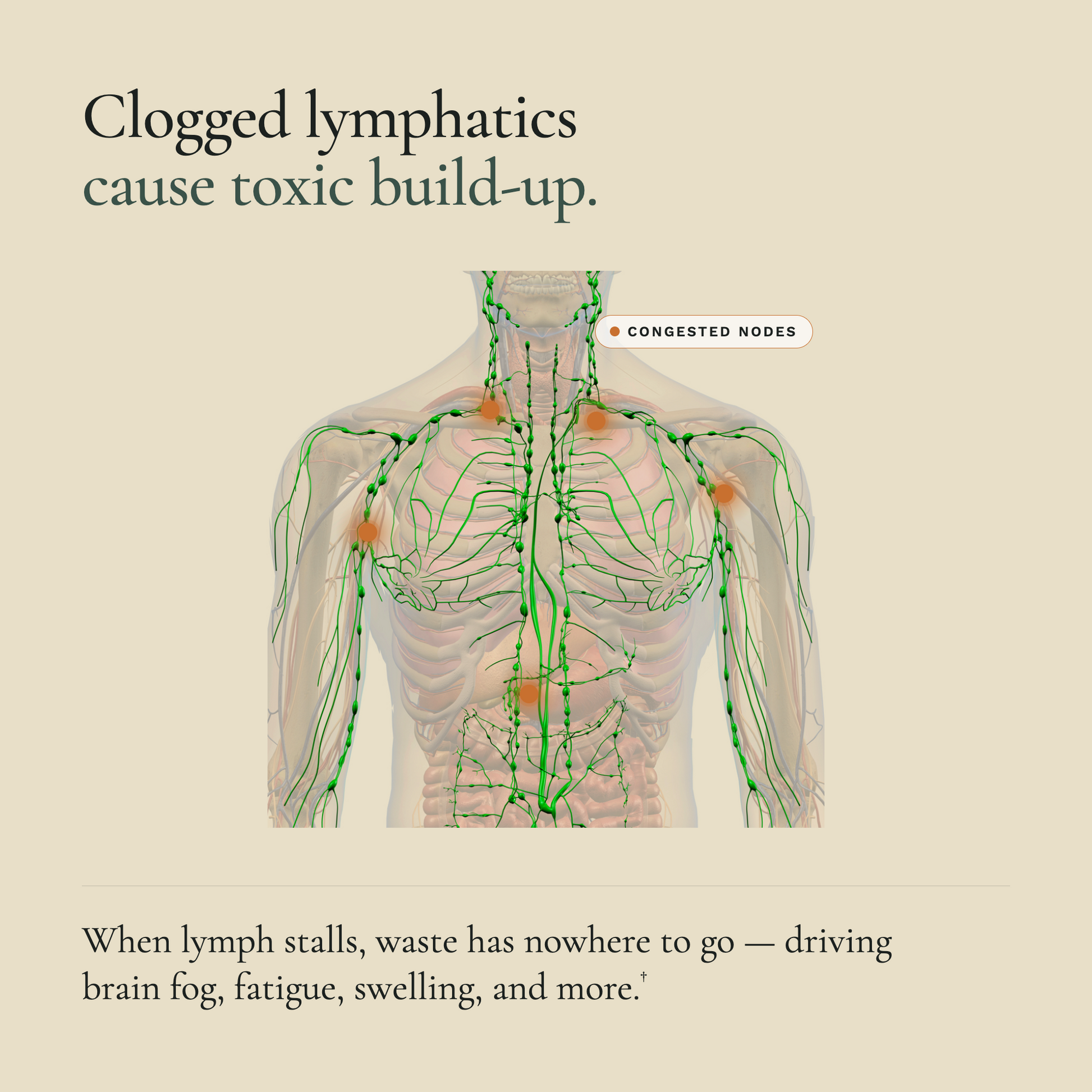 Lymph Clear